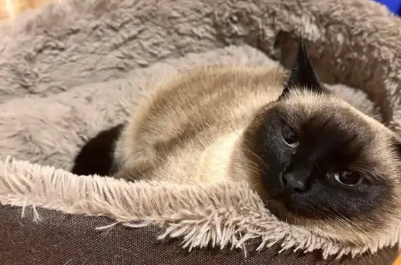 Пропала тайская кошка, ул. Дементьева 6к2