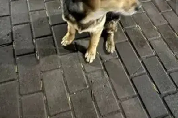 Найдена собака, , фото: Собака найдена: ул. Терновского, 148