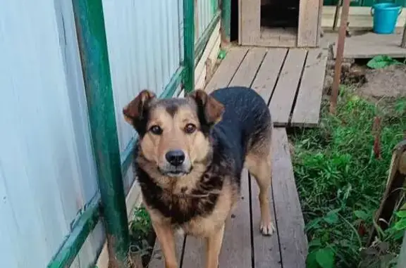 Пропала собака в Аннино, 46Н-10127