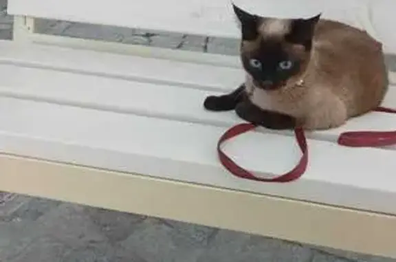 Пропала сиамская кошка, Юрьев-Польский