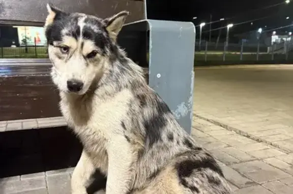 Найдена собака, Малаховка, фото: Собака найдена: Пехорская ул., Малаховка