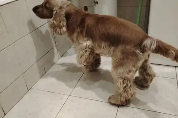 Найдена собака, Москва, фото: Найдена собака, ул. Пудовкина, Москва