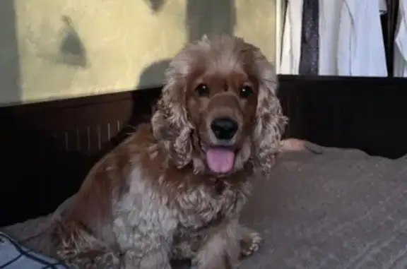 Пропала собака Дин, ул. Пырьева, 2, Москва