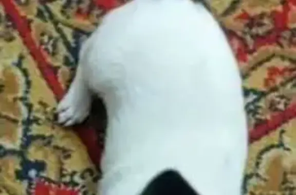 Собаки потеряшки, Ростовская область, фото: Потеряшка собака, Красный Сулин, Ростовская обл.