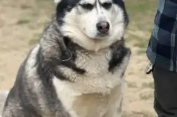 Пропала собака, Клубная ул. 29, Ярославль