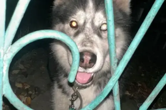 Найдена собака, Ростовская область, фото: Найдена собака, Ростов-на-Дону, обл.