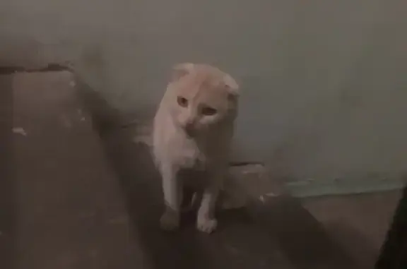 Найдена кошка, Саратов, фото: Кошка найдена, ул. Миротворцева, Саратов