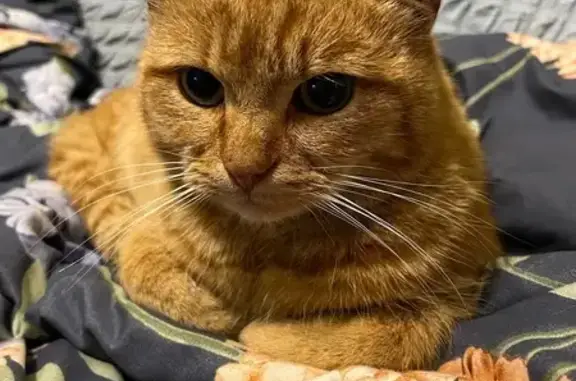 Найдена кошка, , фото: Рыжая кошка найдена в СНТ Геолог