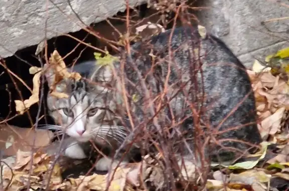 Кошка найдена: ул. Проф. Попова, СПб