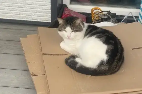 Пропала кошка на Первомайской, 37