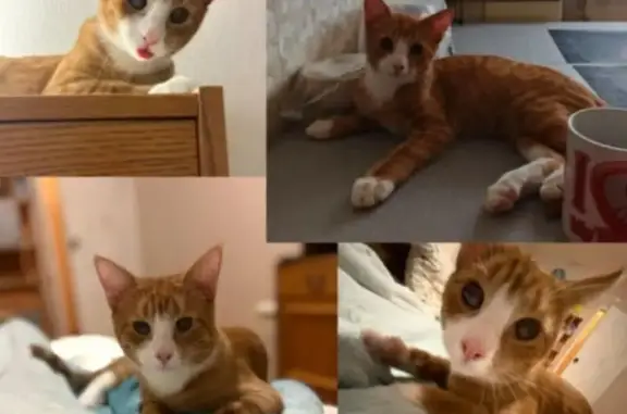 Пропала кошка на пр. Энгельса, 13/2