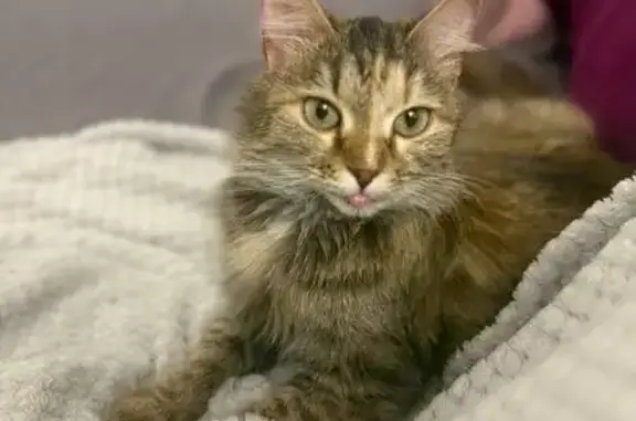 Объявления о пропавших и найденных животных, Нижний Тагил, фото: Найдена ласковая кошка, Чернышевского 6