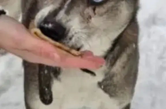 Найдена собака, Томск, фото: Серая собака найдена на Ильмера 15/1, Томск