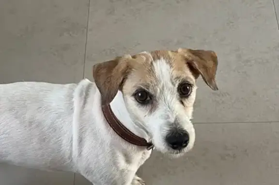 Пропала собака Джек Рассел, Чигири, Светлая