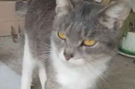 Найдена кошка, Хабаровский край, фото: Кошка найдена, Тополево, Хабаровский край