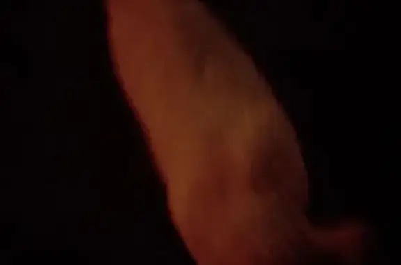 Найдена кошка, , фото: Кошка найдена на ул. Дачная, 74, Тверь