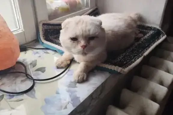 Найденные животные Курган, фото: Кошка найдена: ул. Гоголя, 193А, Курган