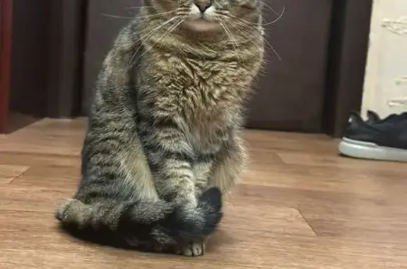 Кошки потеряшки, , фото: Потеряшка кошка, Есаульский сельсовет