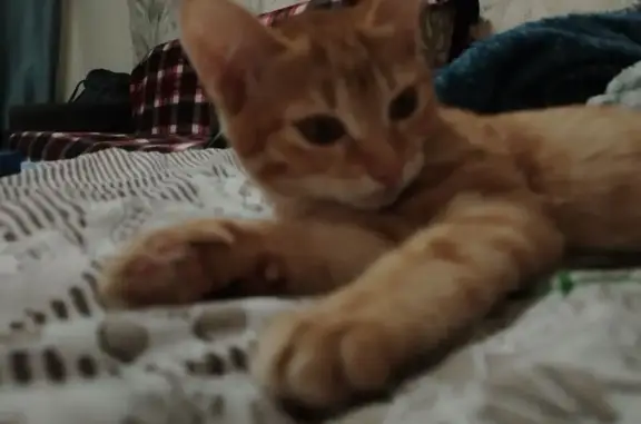 Найдена кошка, Якутск, фото: Кошка найдена, ул. Каландаришвили 25/2