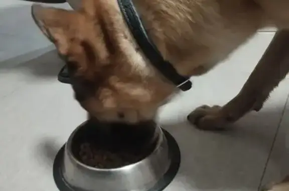 Найдена собака, Санкт-Петербург, фото: Найдена собака, пр. Луначарского, СПб