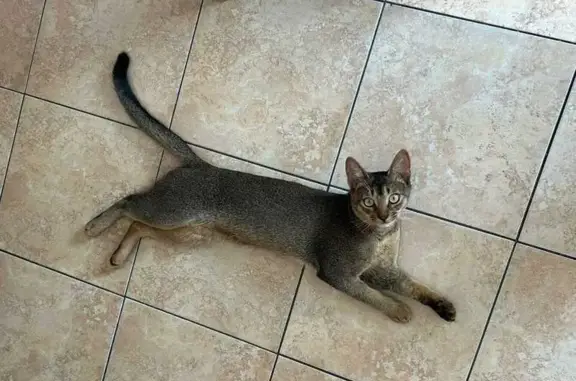 Кошки потеряшки, , фото: Потеряшка кошка, ул. Чехова, 62, Грязи