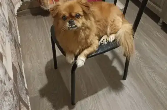 Собаки потеряшки, Краснодар, фото: Потеряшка собака, ул. Стасова 149Б, Краснодар