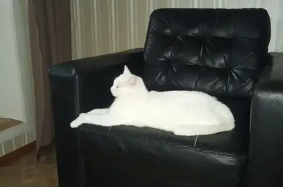 Пропала кошка, Алексеевка, Самарская обл.