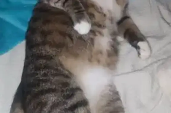 Пропала кошка, ул. Юлюса Янониса, Воронеж