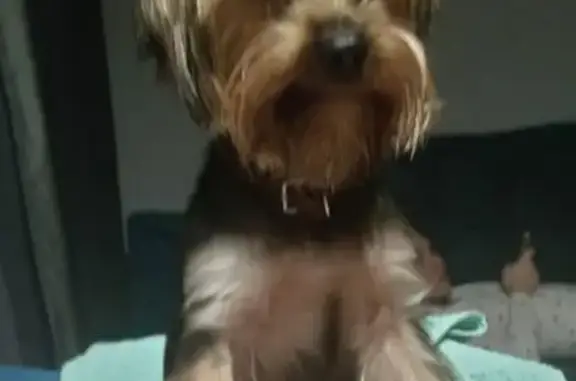 Пропала собака, Омск, 21-я Амурская 28