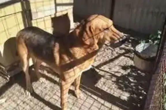 Пропала собака, Тульская область