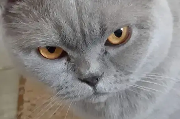 Кошки потеряшки, Пенза, фото: Потеряшка кошка, ул. Крамского, 99, Пенза