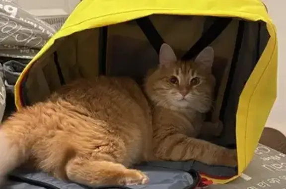 Пропала кошка, Рыжий проезд, 1 к1, Москва