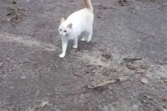 Найдена кошка, пр. Ленина 28Д, Н. Новгород