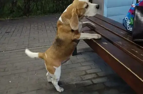 Собака найдена, ул. Бекетова, Н. Новгород