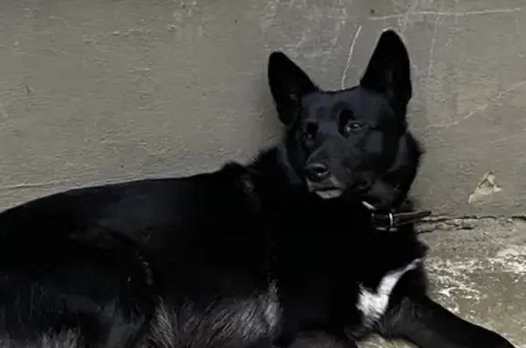 Найдена собака, Воронеж, фото: Найдена собака, ул. Ушинского 2, Воронеж