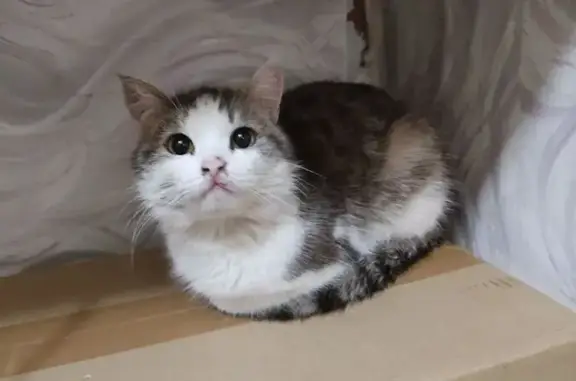 Найдена кошка, , фото: Кошка найдена: ул. Михайлова, 8, Ижевск