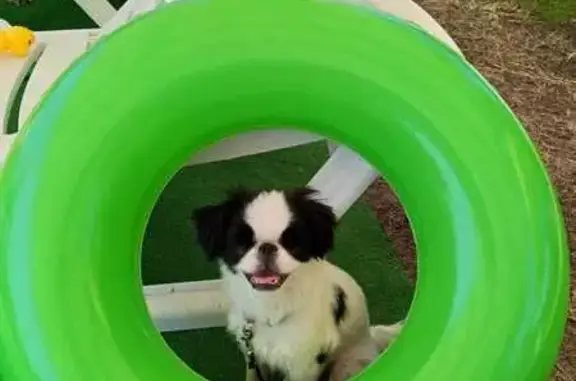 Пропала собака, Сущинского 7А, Саранск