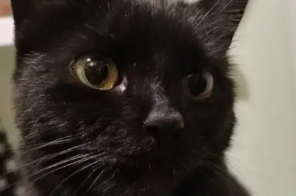 Пропала кошка, Садовая 21, Среднеуральск