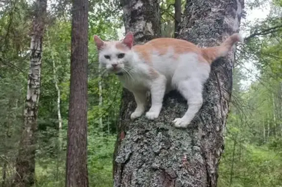 Пропала кошка, ул. Урицкого 33, Алатырь