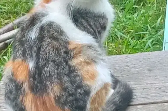 Пропала кошка, ул. Сталеваров, 14 к4