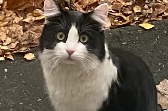 Кошка найдена: 1-я Владимирская ул., 23к3