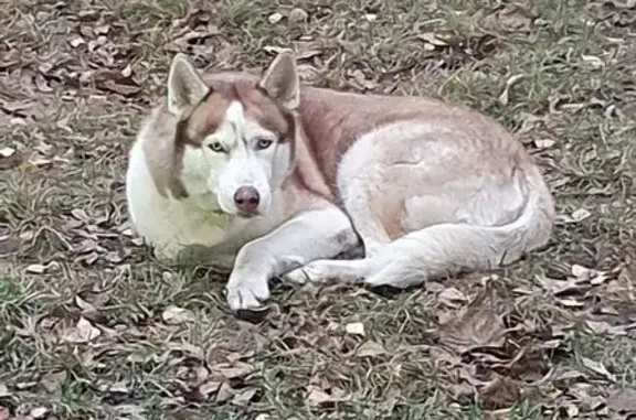Найдена собака, ул. Ленина, Реутов