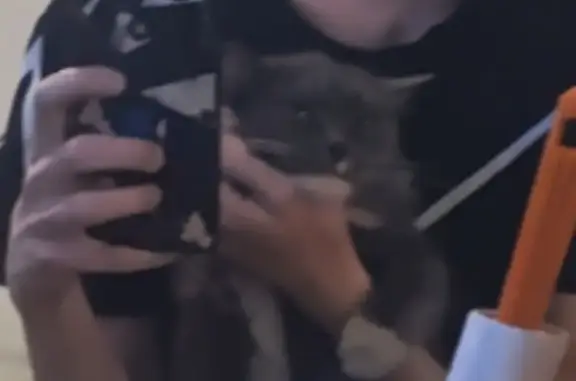 Кошки потеряшки, Новокузнецк, фото: Потеряшка кошка, Петракова 46, Новокузнецк