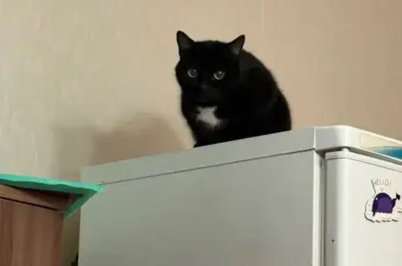 Пропала кошка, ул. Республики 216, Тюмень