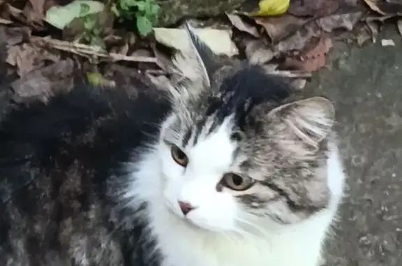 Пропала кошка, ул. Славы 23, Керчь