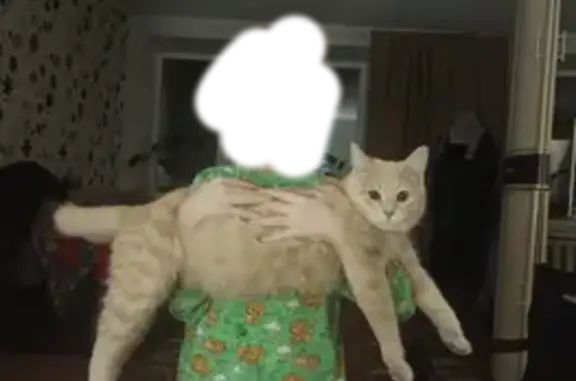 Кошки потеряшки, Истра, фото: Потеряшка кошка, Истра, ул. Нар. Ополчения 35