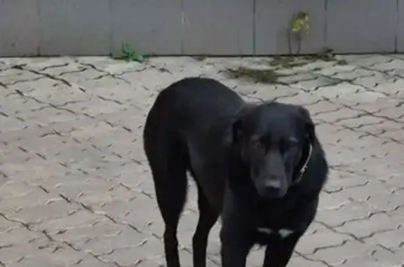 Найдена собака, Балашиха, фото: Собака найдена: ул. Адмирала Горшкова