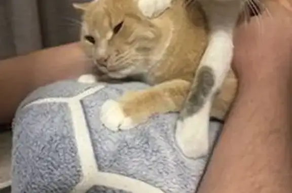 Пропала рыжая кошка, ул. Энгельса, 87Д