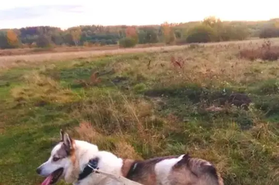 Пропала собака, Пролетарская 31А, Сельцо