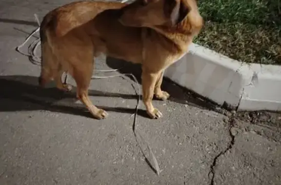 Собака найдена у дома 8, Артельная ул.